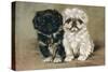 Black and a White Pekingese Puppy Sit Close Together-P. Kirmse-Stretched Canvas