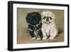 Black and a White Pekingese Puppy Sit Close Together-P. Kirmse-Framed Art Print