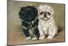 Black and a White Pekingese Puppy Sit Close Together-P. Kirmse-Mounted Art Print