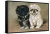Black and a White Pekingese Puppy Sit Close Together-P. Kirmse-Framed Stretched Canvas