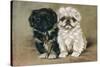 Black and a White Pekingese Puppy Sit Close Together-P. Kirmse-Stretched Canvas