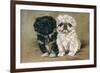 Black and a White Pekingese Puppy Sit Close Together-P. Kirmse-Framed Art Print