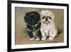 Black and a White Pekingese Puppy Sit Close Together-P. Kirmse-Framed Art Print