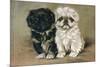 Black and a White Pekingese Puppy Sit Close Together-P. Kirmse-Mounted Art Print