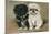 Black and a White Pekingese Puppy Sit Close Together-P. Kirmse-Mounted Art Print