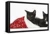 Black and Black and White Kittens, Buxie and Tuxie, 10 Weeks, in a Father Christmas Hat-Mark Taylor-Framed Stretched Canvas