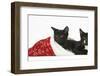 Black and Black and White Kittens, Buxie and Tuxie, 10 Weeks, in a Father Christmas Hat-Mark Taylor-Framed Photographic Print