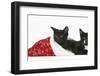 Black and Black and White Kittens, Buxie and Tuxie, 10 Weeks, in a Father Christmas Hat-Mark Taylor-Framed Photographic Print