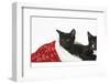 Black and Black and White Kittens, Buxie and Tuxie, 10 Weeks, in a Father Christmas Hat-Mark Taylor-Framed Photographic Print