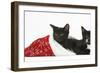 Black and Black and White Kittens, Buxie and Tuxie, 10 Weeks, in a Father Christmas Hat-Mark Taylor-Framed Photographic Print