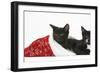 Black and Black and White Kittens, Buxie and Tuxie, 10 Weeks, in a Father Christmas Hat-Mark Taylor-Framed Photographic Print