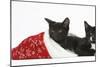 Black and Black and White Kittens, Buxie and Tuxie, 10 Weeks, in a Father Christmas Hat-Mark Taylor-Mounted Photographic Print