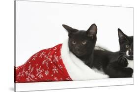 Black and Black and White Kittens, Buxie and Tuxie, 10 Weeks, in a Father Christmas Hat-Mark Taylor-Stretched Canvas