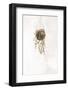 Black and Gold House Plant 2-Sarah Manovski-Framed Photographic Print