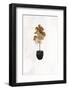 Black and Gold House Plant 6-Sarah Manovski-Framed Photographic Print