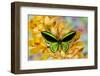 Black and green birdwing butterfly, Ornithoptera priamus, on large golden cymbidium orchid-Darrell Gulin-Framed Photographic Print