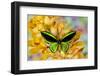 Black and green birdwing butterfly, Ornithoptera priamus, on large golden cymbidium orchid-Darrell Gulin-Framed Photographic Print