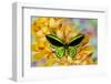 Black and green birdwing butterfly, Ornithoptera priamus, on large golden cymbidium orchid-Darrell Gulin-Framed Photographic Print