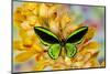 Black and green birdwing butterfly, Ornithoptera priamus, on large golden cymbidium orchid-Darrell Gulin-Mounted Photographic Print