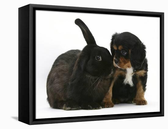 Black-And-Tan Cavalier King Charles Spaniel Puppy and Black Rabbit-Mark Taylor-Framed Stretched Canvas
