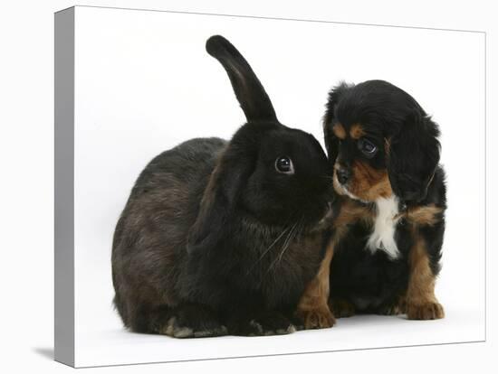 Black-And-Tan Cavalier King Charles Spaniel Puppy and Black Rabbit-Mark Taylor-Stretched Canvas