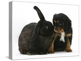 Black-And-Tan Cavalier King Charles Spaniel Puppy and Black Rabbit-Mark Taylor-Stretched Canvas