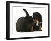 Black-And-Tan Cavalier King Charles Spaniel Puppy and Black Rabbit-Mark Taylor-Framed Photographic Print