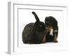 Black-And-Tan Cavalier King Charles Spaniel Puppy and Black Rabbit-Mark Taylor-Framed Photographic Print