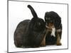 Black-And-Tan Cavalier King Charles Spaniel Puppy and Black Rabbit-Mark Taylor-Mounted Photographic Print