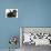 Black-And-Tan Cavalier King Charles Spaniel Puppy and Black Rabbit-Mark Taylor-Photographic Print displayed on a wall