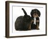 Black-And-Tan Cavalier King Charles Spaniel Puppy and Black Rabbit-Mark Taylor-Framed Photographic Print