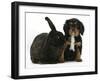 Black-And-Tan Cavalier King Charles Spaniel Puppy and Black Rabbit-Mark Taylor-Framed Photographic Print