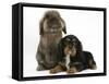 Black-And-Tan Cavalier King Charles Spaniel Puppy and Lionhead Rabbit-Mark Taylor-Framed Stretched Canvas