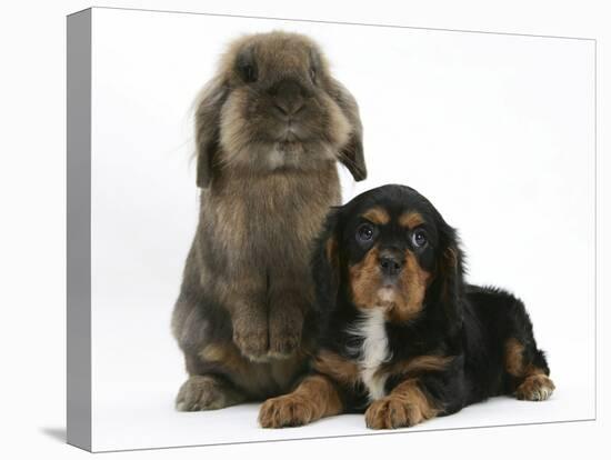 Black-And-Tan Cavalier King Charles Spaniel Puppy and Lionhead Rabbit-Mark Taylor-Stretched Canvas