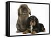 Black-And-Tan Cavalier King Charles Spaniel Puppy and Lionhead Rabbit-Mark Taylor-Framed Stretched Canvas