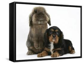 Black-And-Tan Cavalier King Charles Spaniel Puppy and Lionhead Rabbit-Mark Taylor-Framed Stretched Canvas