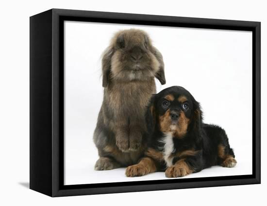 Black-And-Tan Cavalier King Charles Spaniel Puppy and Lionhead Rabbit-Mark Taylor-Framed Stretched Canvas