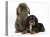 Black-And-Tan Cavalier King Charles Spaniel Puppy and Lionhead Rabbit-Mark Taylor-Stretched Canvas