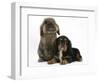Black-And-Tan Cavalier King Charles Spaniel Puppy and Lionhead Rabbit-Mark Taylor-Framed Photographic Print