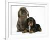 Black-And-Tan Cavalier King Charles Spaniel Puppy and Lionhead Rabbit-Mark Taylor-Framed Photographic Print