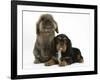 Black-And-Tan Cavalier King Charles Spaniel Puppy and Lionhead Rabbit-Mark Taylor-Framed Photographic Print