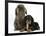 Black-And-Tan Cavalier King Charles Spaniel Puppy and Lionhead Rabbit-Mark Taylor-Framed Photographic Print