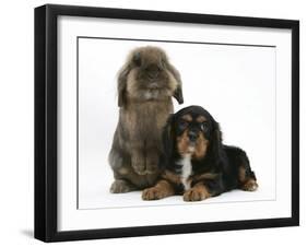 Black-And-Tan Cavalier King Charles Spaniel Puppy and Lionhead Rabbit-Mark Taylor-Framed Photographic Print