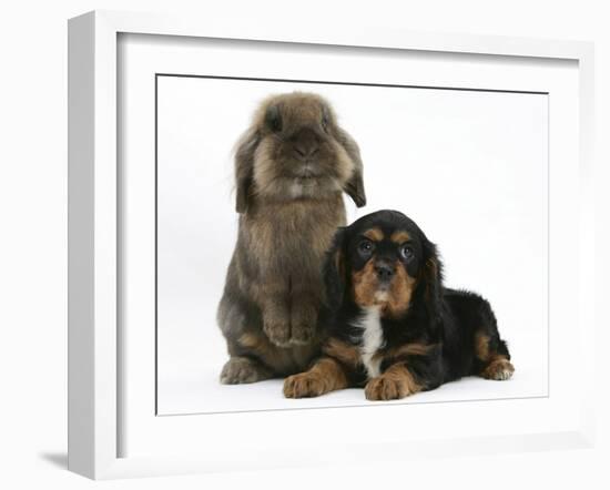 Black-And-Tan Cavalier King Charles Spaniel Puppy and Lionhead Rabbit-Mark Taylor-Framed Photographic Print