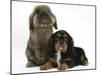 Black-And-Tan Cavalier King Charles Spaniel Puppy and Lionhead Rabbit-Mark Taylor-Mounted Photographic Print