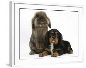 Black-And-Tan Cavalier King Charles Spaniel Puppy and Lionhead Rabbit-Mark Taylor-Framed Photographic Print