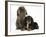 Black-And-Tan Cavalier King Charles Spaniel Puppy and Lionhead Rabbit-Mark Taylor-Framed Photographic Print