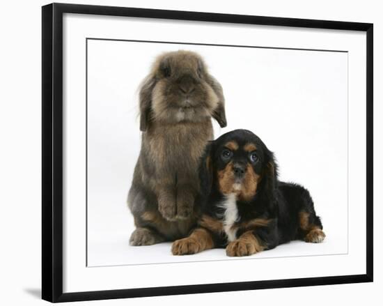 Black-And-Tan Cavalier King Charles Spaniel Puppy and Lionhead Rabbit-Mark Taylor-Framed Photographic Print