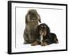 Black-And-Tan Cavalier King Charles Spaniel Puppy and Lionhead Rabbit-Mark Taylor-Framed Photographic Print