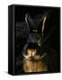 Black and Tan Domestic Rabbit-Adriano Bacchella-Framed Stretched Canvas